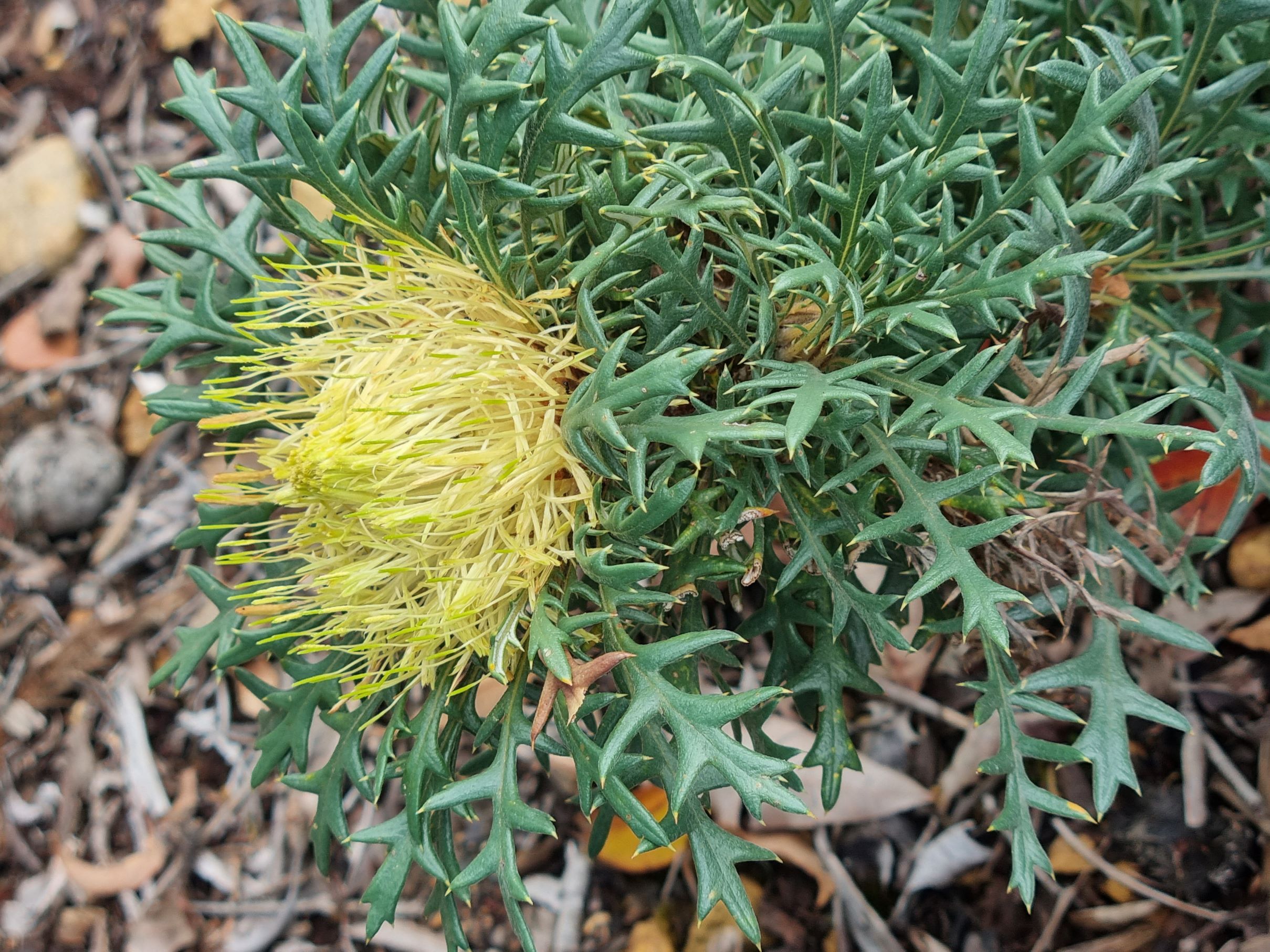cirsioides